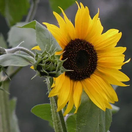 Διαμέρισμα Tina